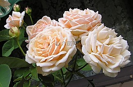 花,玫瑰,杏