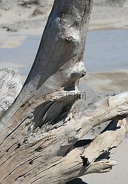 樹干,樹,海灘