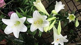 花,百合,香
