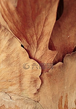 干,葉,熱
