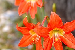 花,橙色,植物