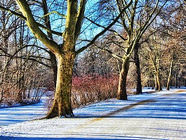 公園,冬天,離