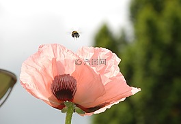 罌粟花,赫梅爾,出發(fā)rosamohn