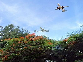 飛機,航空,起飛