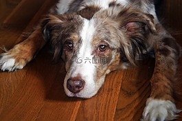 澳大利亞牧羊犬,狗,寵物