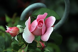 玫瑰,開花,玫瑰綻放