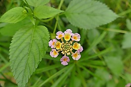 马缨丹,开花,招标