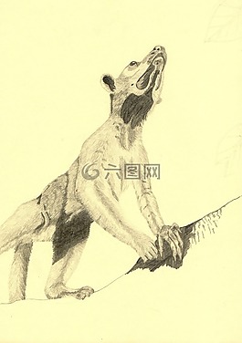 動(dòng)物,繪圖,鉛筆