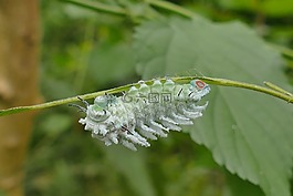 第一履帶體育場,綠色,吃
