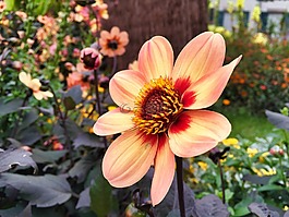 花,花園,廠