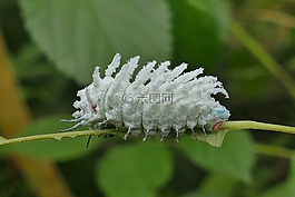 偽裝,卡特彼勒,綠色