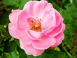 花,玫瑰,粉紅色