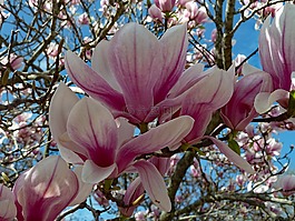 春,花,紫色