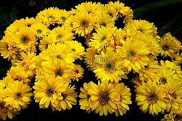 花園,開花,黃色的花