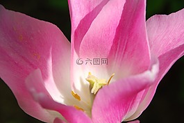 郁金香,春天,粉紅色