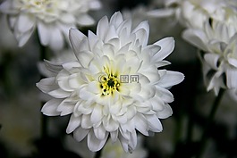 雪花,白,權力