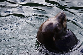 海獅,海,密封