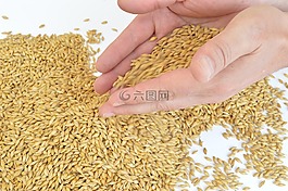 大麥,手,谷物