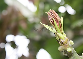 美麗的鄉(xiāng)村,芒果發(fā)芽,拍攝在早晨
