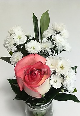 羅莎,花,禮物