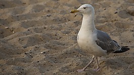海鷗,海灘,鳥