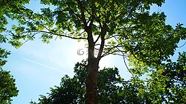 太陽,樹,天空