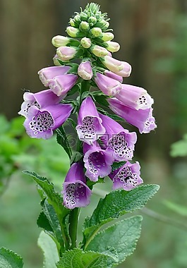 花,頂針,森林