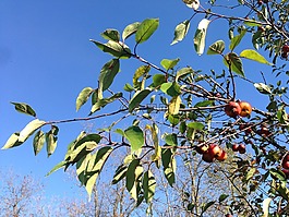 樹,蘋果,紅色