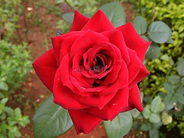 玫瑰,紅色,開花