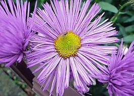 花,開花,宏