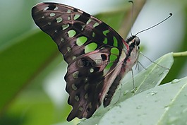 蝴蝶,昆蟲,性質(zhì)