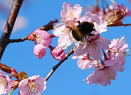 春,櫻花,盛開