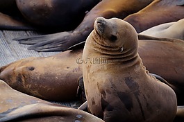海獅,meeresbewohner,海洋哺乳動物