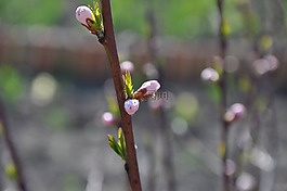 花園,布魯姆,樹(shù)