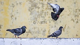 鴿子,動作,鳥