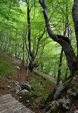 樹干,樹,進入樹林