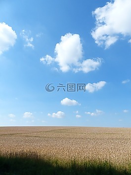 麥田,夏季,云