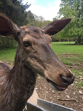 獐鹿,性質(zhì),休耕鹿