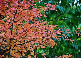 性質(zhì),秋季,樹