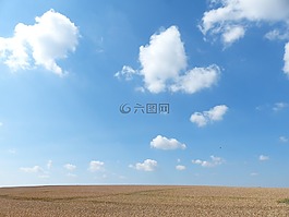 麥田,夏季,云