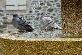 鴿子,鳥(niǎo),動(dòng)物區(qū)系