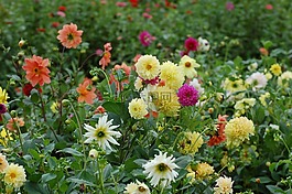 hrizantemas,鮮花,花園