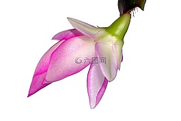 仙人掌花,szlumbergera,zygokaktus