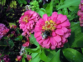 花壇,zinnias,赫梅爾