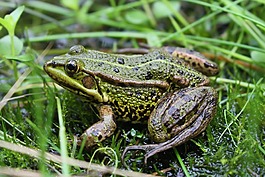 青蛙,動物,草