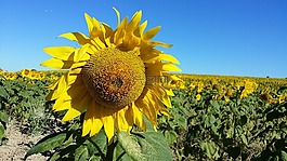 向日葵,花,黃色
