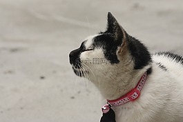 貓,黑白,乳牛