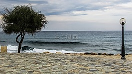 塞浦路斯,protaras,树
