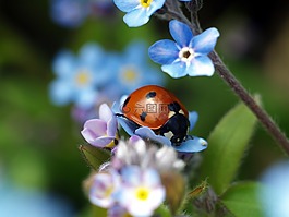 性質(zhì),花,植物