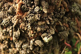 性質(zhì),樹皮,紋理